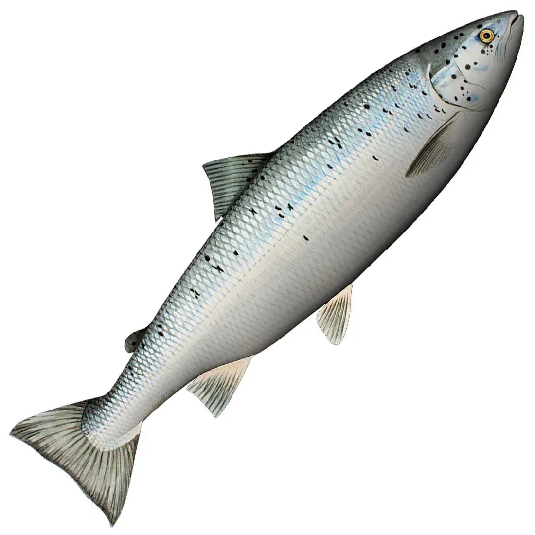 Tuotekuva 1